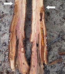 Temognatha flavicollis, PL4693xx, prepupa, in Allocasuarina muelleriana ssp. muelleriana stem base, exit hole arrowed, SE, photo by A.M.P. Stolarski